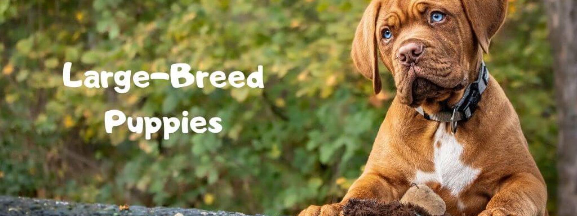 Large dog breeders near me sale